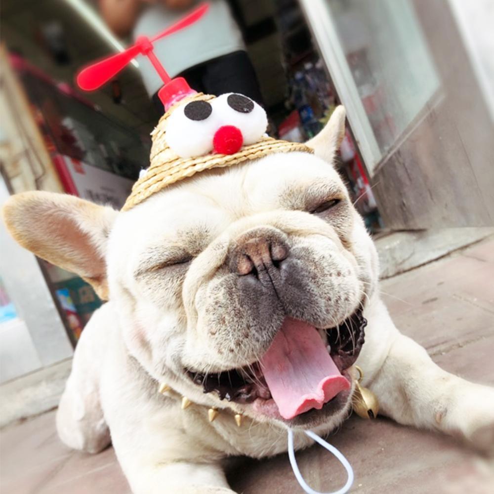 Dog Spinning Straw Hat for French Bulldog - Frenchiely