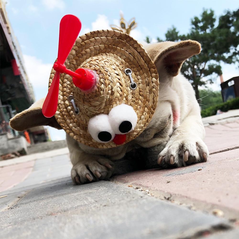 Dog Spinning Straw Hat for French Bulldog - Frenchiely