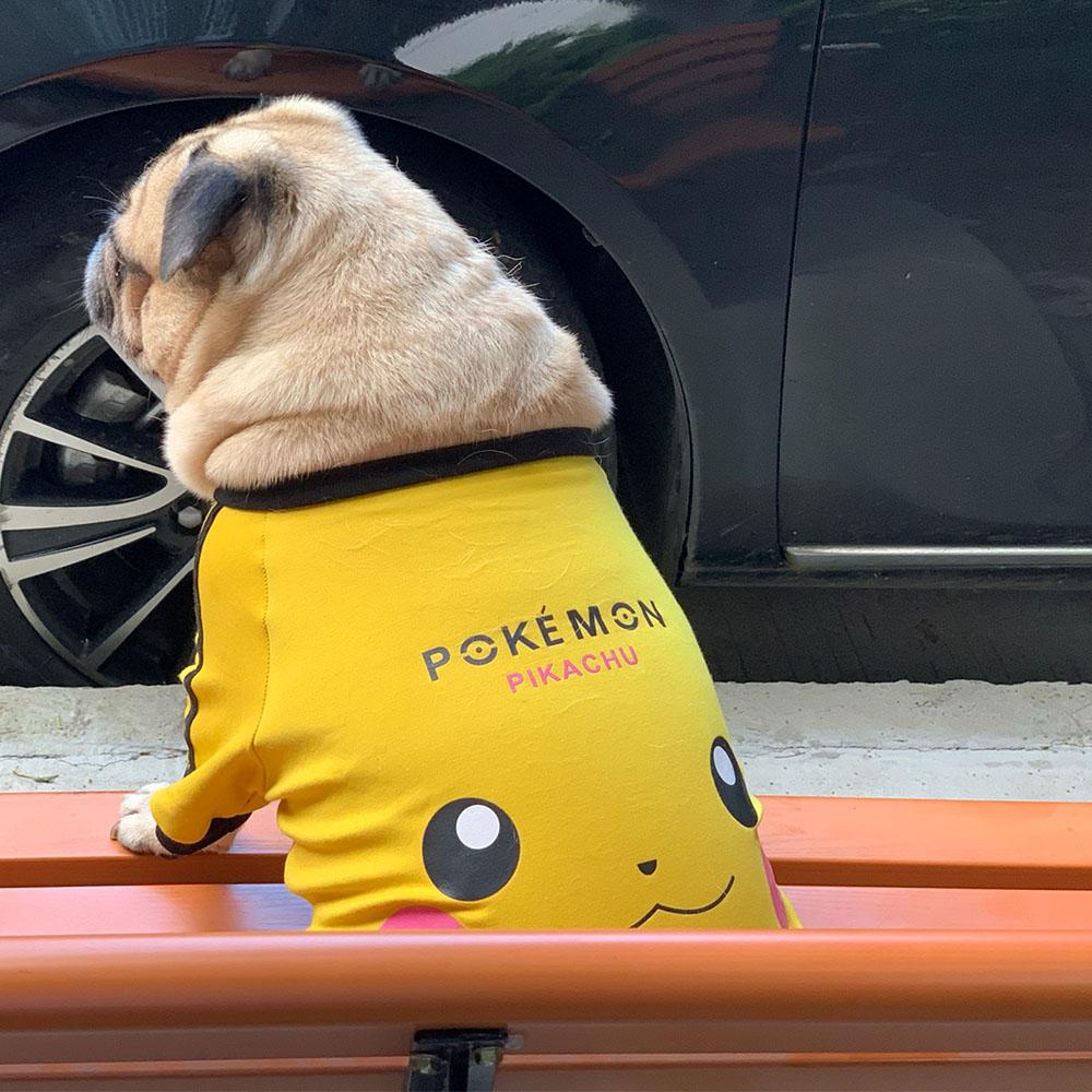 Dog in store pikachu costume