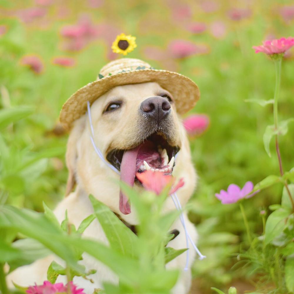 Dog Sunflower Straw Hat for Medium Dogs