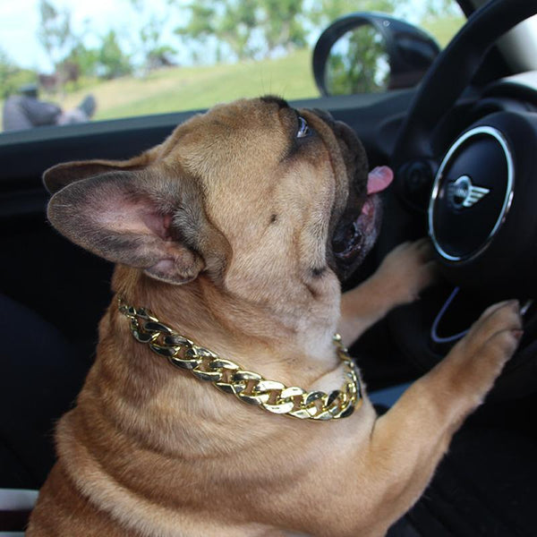 Golden Plastic Dog Chain for French Bulldog - Frenchiely