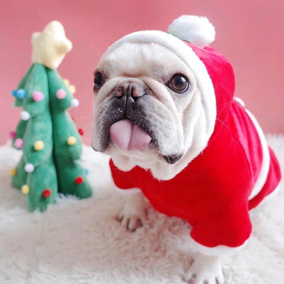 puppy bulldog santa outfit Christmas outfits for medium dogs - Frenchiely