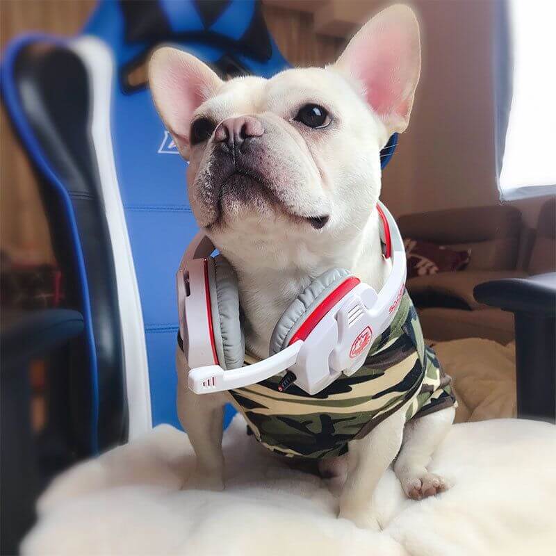 Affordable Dog Shirt for Medium Dogs by Frenchiely 