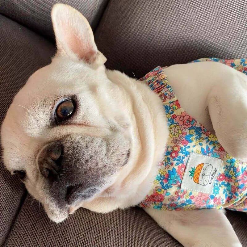 Dog Floral Dress for small medium dogs by Frenchiely 