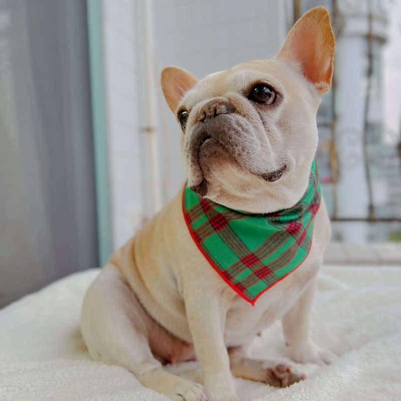 Dog Plaid Bandana scarf for small medium dogs by Frenchiely