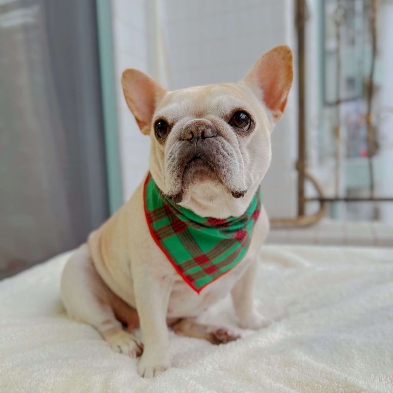 Dog Plaid Bandana scarf for small medium dogs by Frenchiely