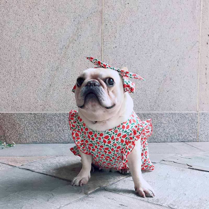 dog retro strawberry dress with headband - Frenchiely