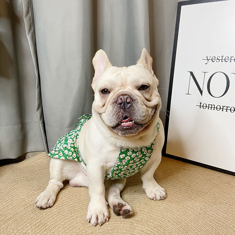 Dog Green Floral Dress | Best Dog Clothes Online Store Frenchiely Dog Green Floral Dress | Best Dog Clothes Online Store Frenchiely
