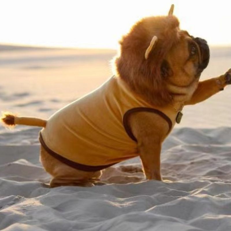 Dog Lion Costume - Frenchiely