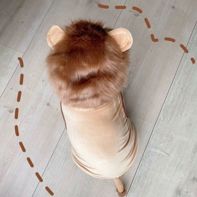 french bulldog lion costume by Frenchiely