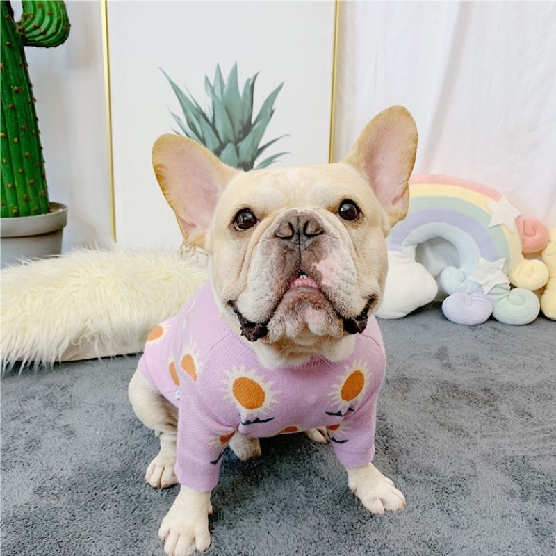 dog purple daisy sweaters for french bulldogs