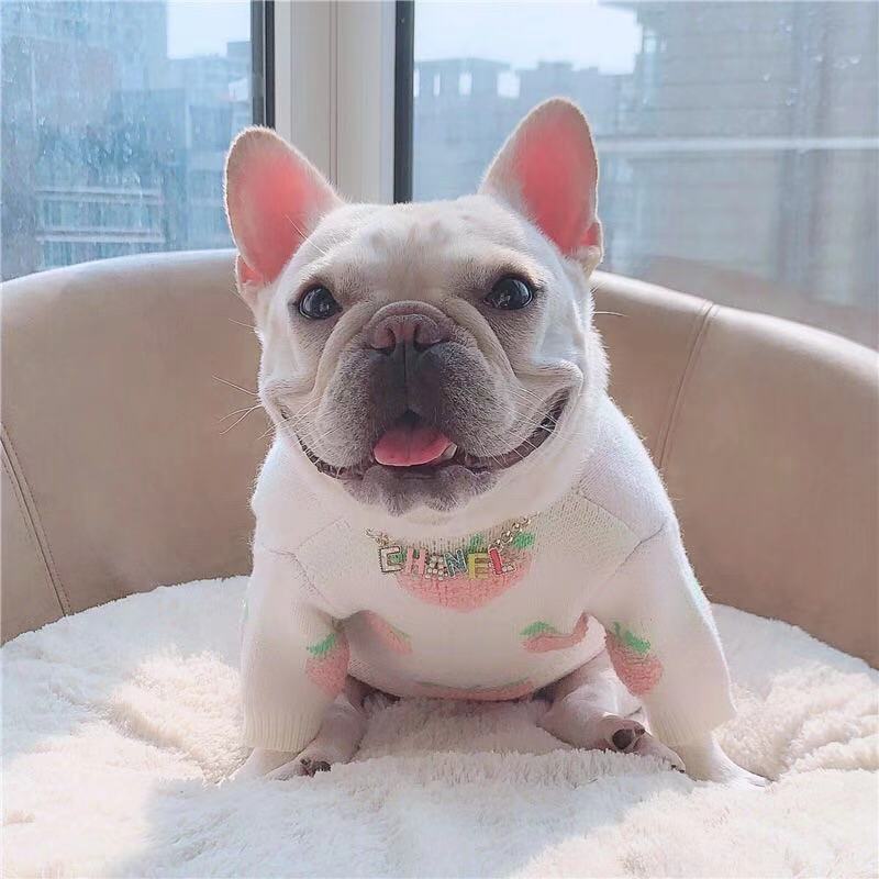 Dog White Peach Sweater Jumper for Frenchies -Frenchiely