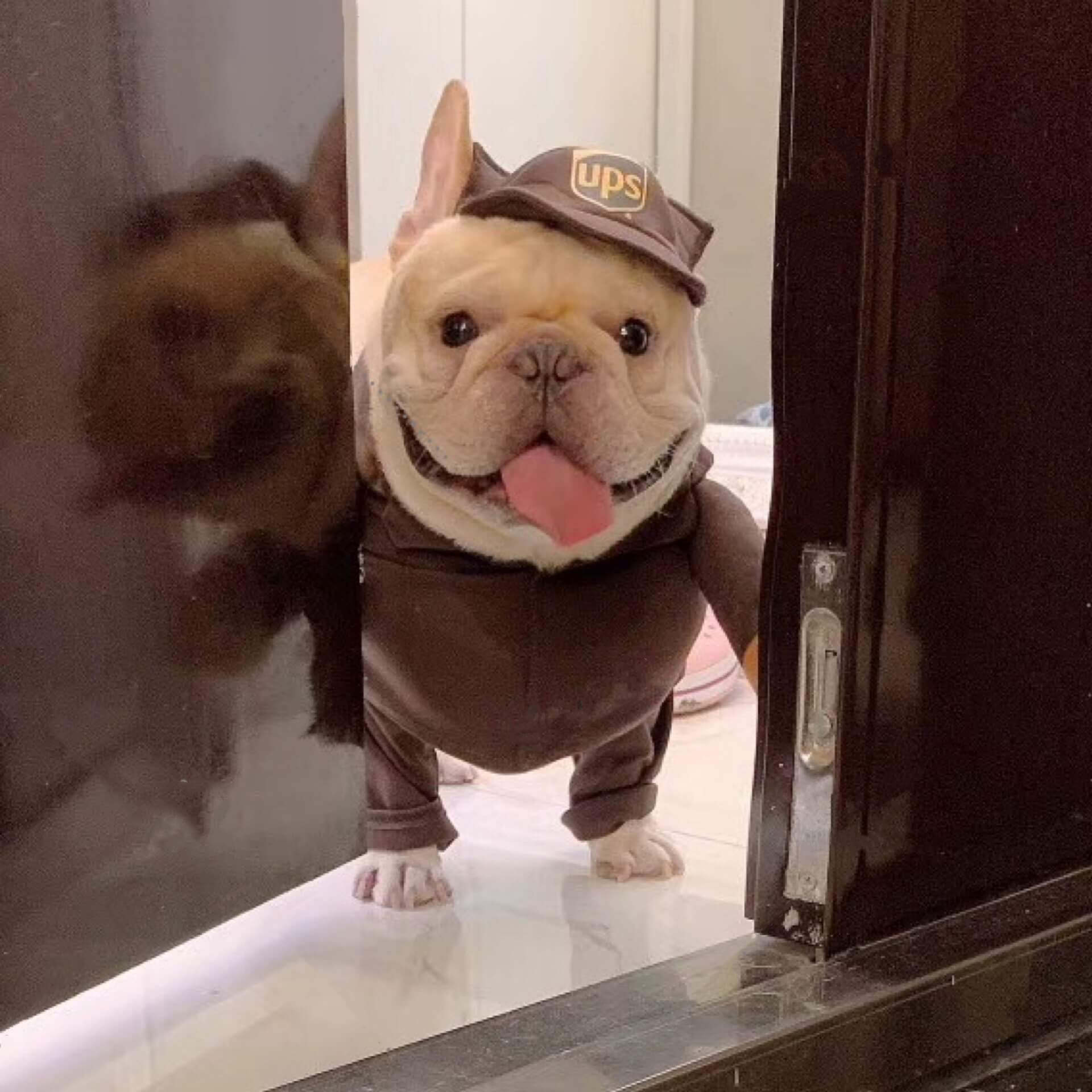 Dog USPS UPS Costume for Small Medium Dogs- Frenchiely
