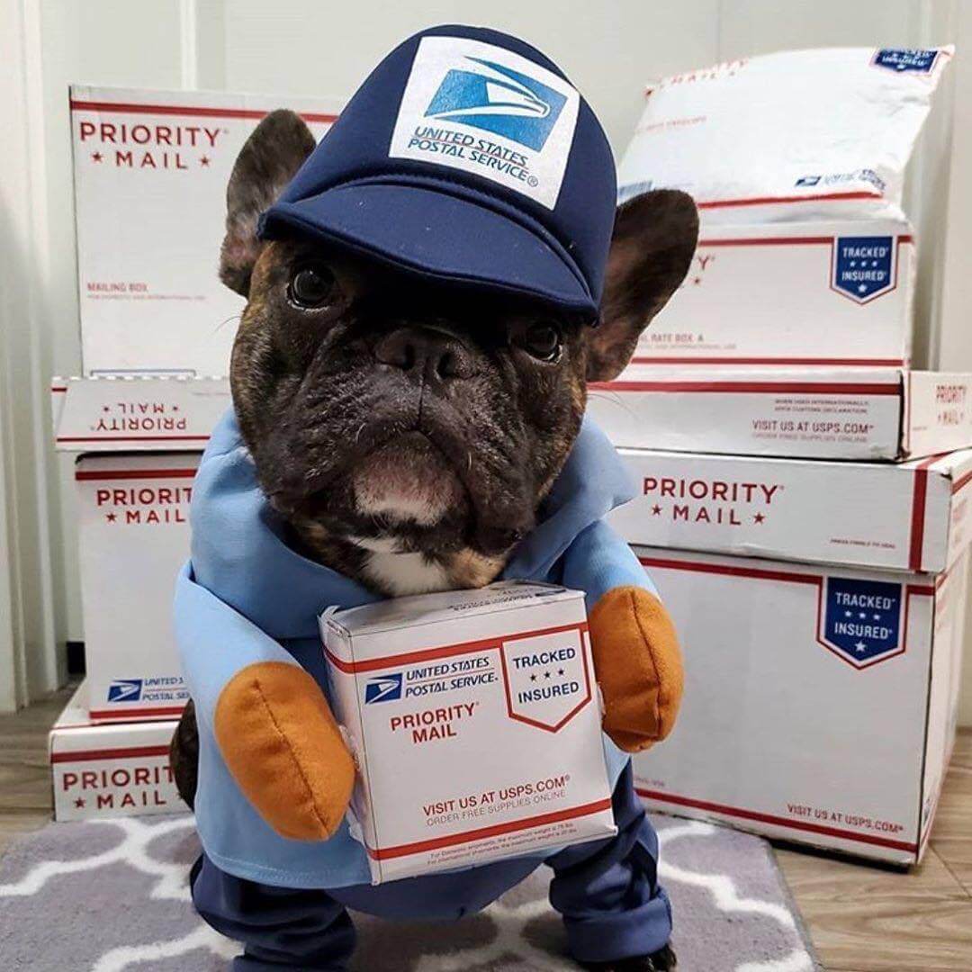 Dog USPS UPS Costume for Small Medium Dogs- Frenchiely