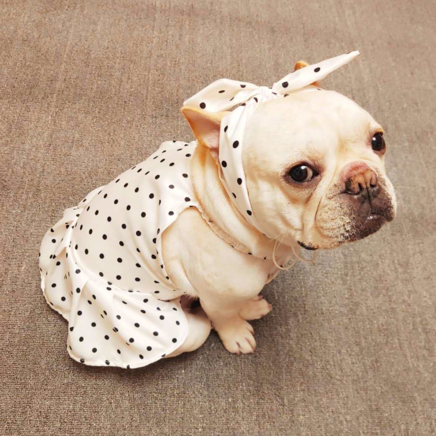 Dog White Polka Dot Dress with Headband - Frenchiely