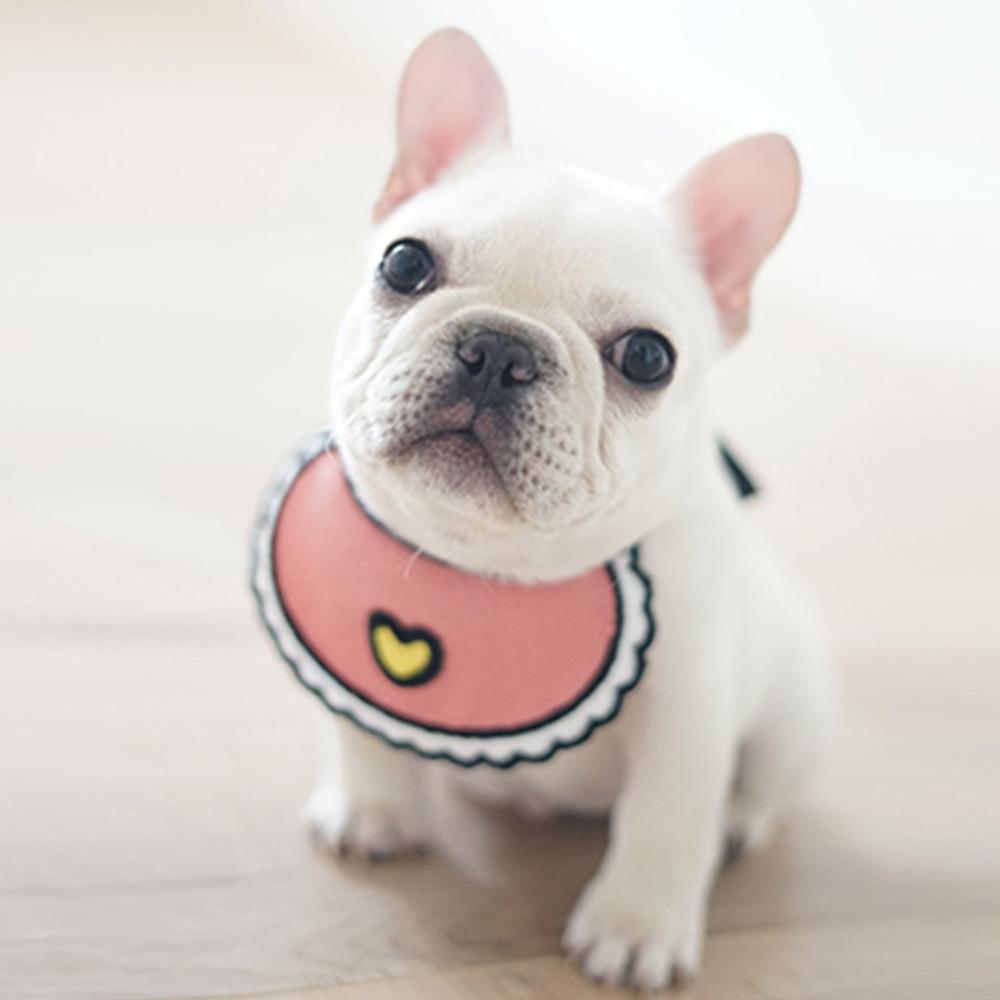 [Dog Goggle + Golden Collar + Bandana ]for Payment $120 - Frenchiely