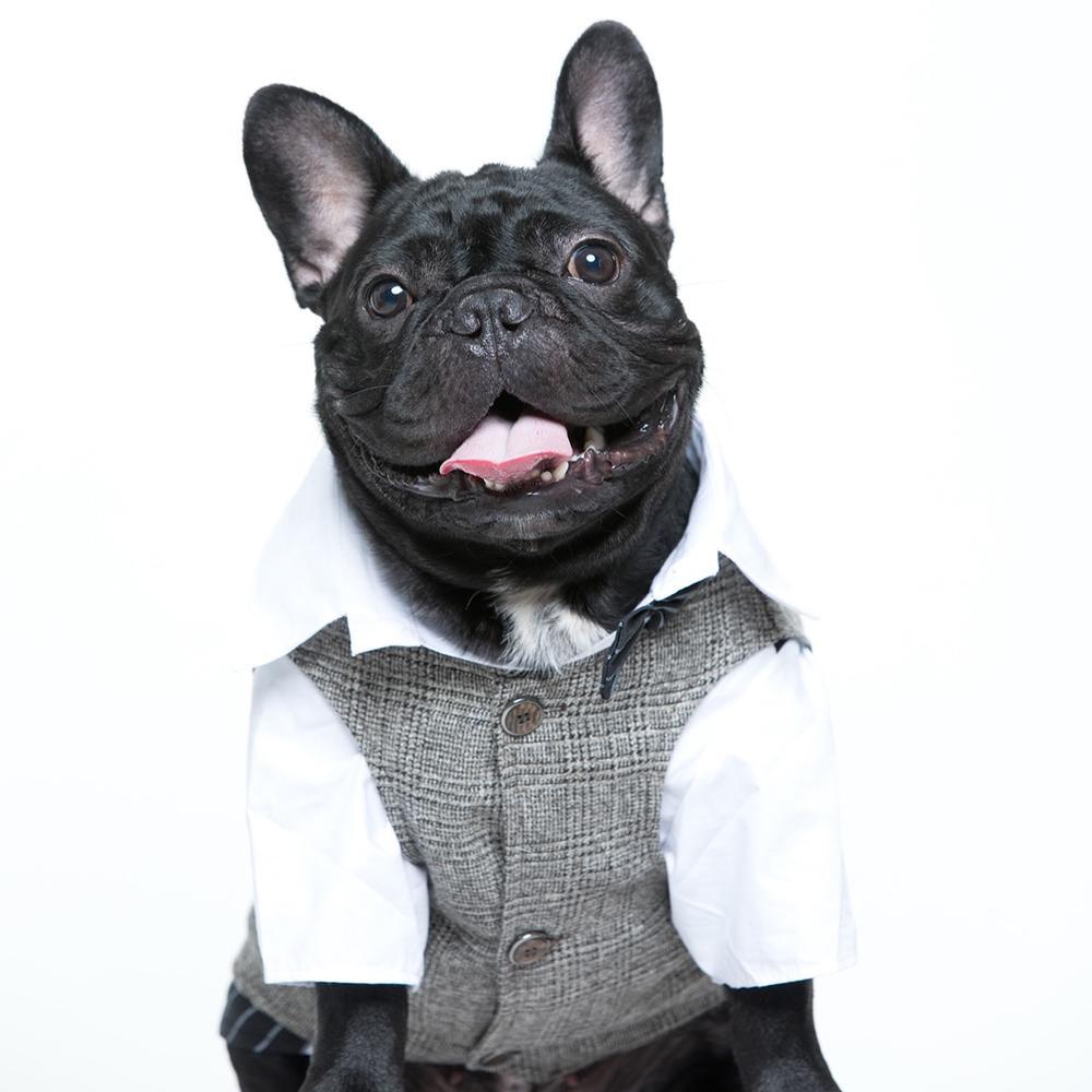 Dog Wedding Khaki Waistcoat Vest for Boy French Bulldogs - Frenchiely