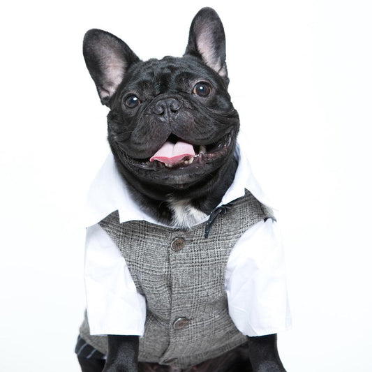 Dog Wedding Waistcoat Vest-Khaki Khaki_Waistcoat_Vest_for_Boy_French_Bulldogs_006