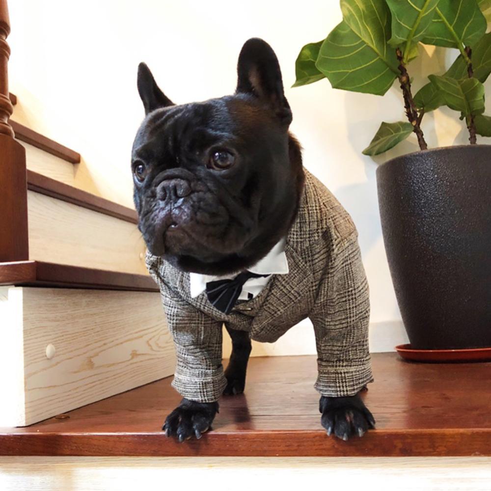 Dog Khaki Formal Suit Coat for French Bulldogs - Frenchiely