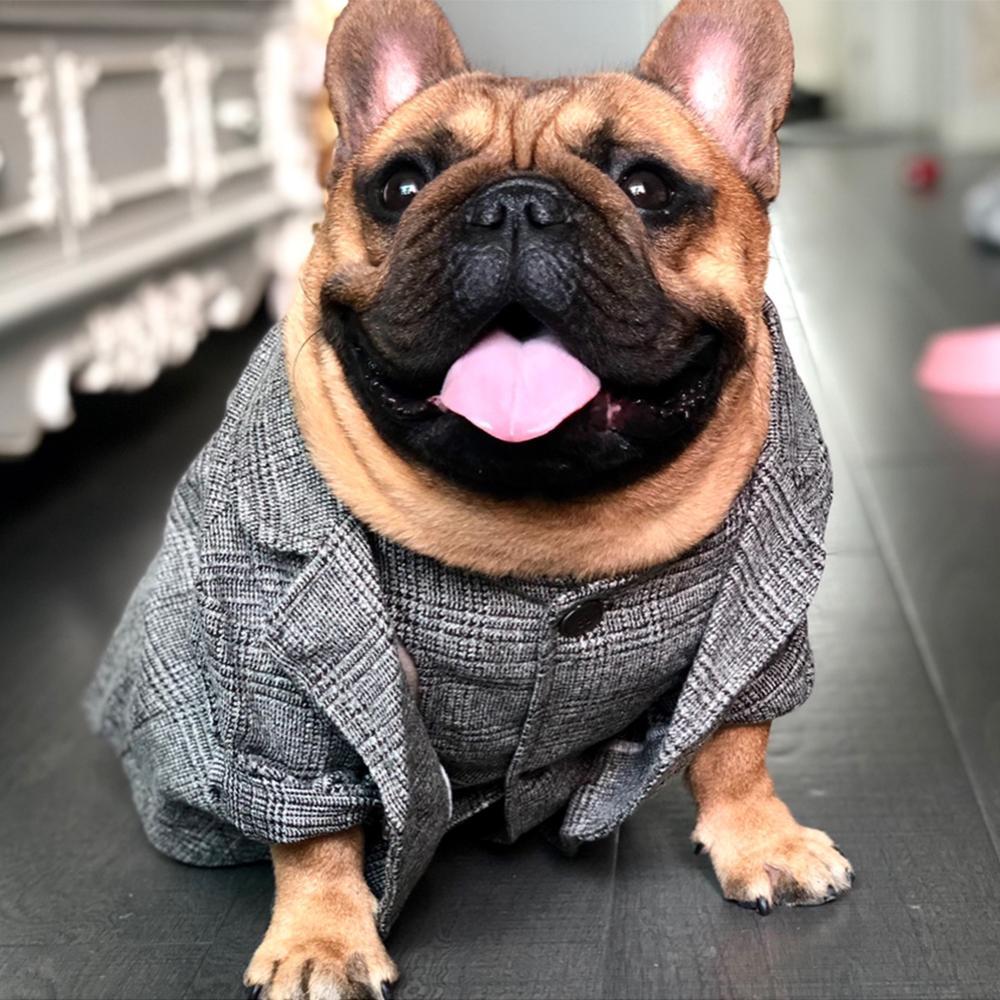 Dog Khaki Formal Suit Coat for French Bulldogs - Frenchiely