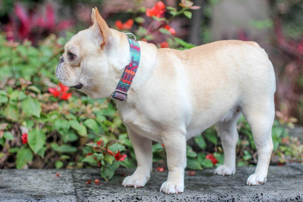 Summer dog collars for medium dogs - Frenchiely