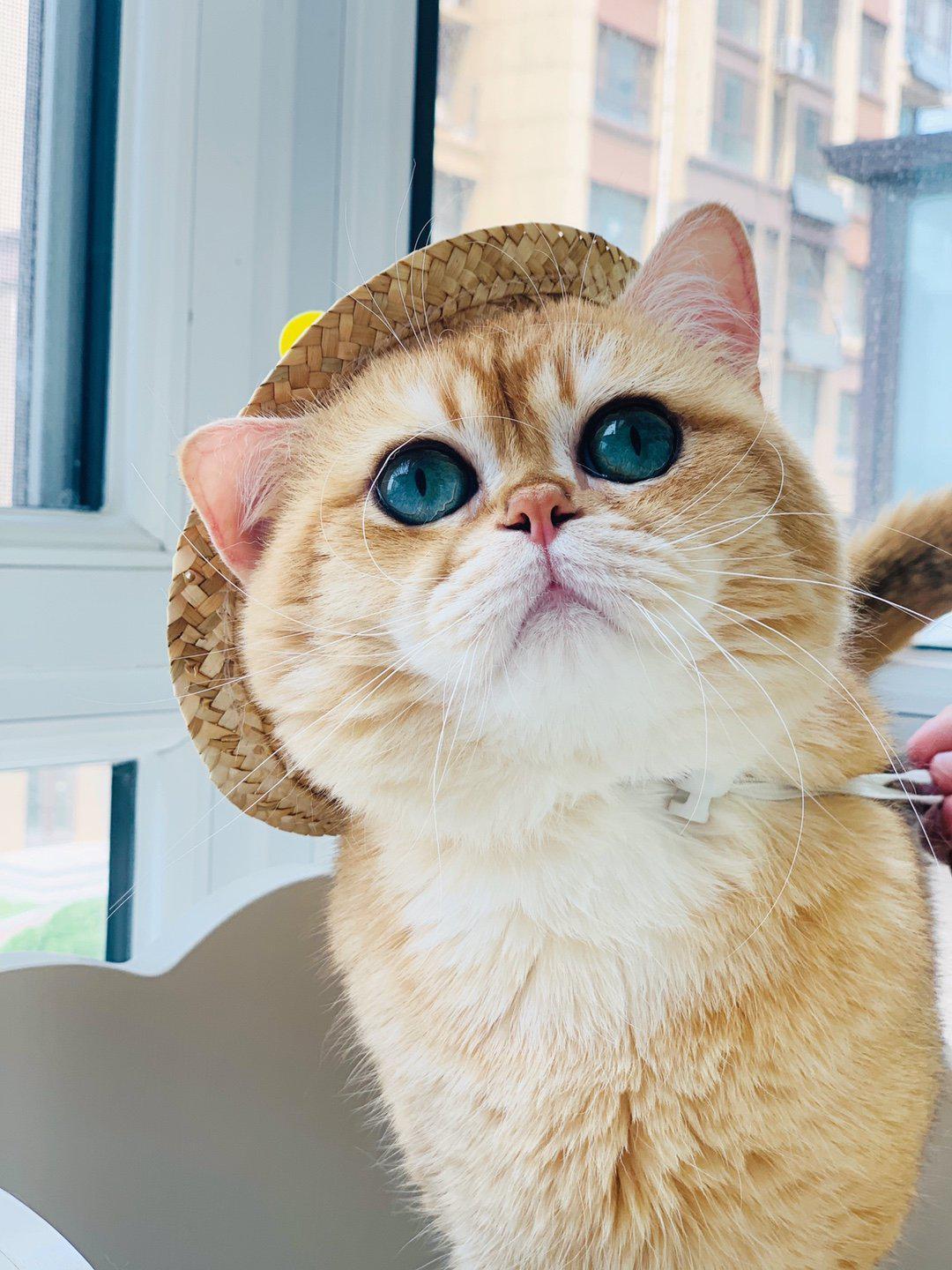 Dog Spinning Straw Hat for French Bulldog - Frenchiely