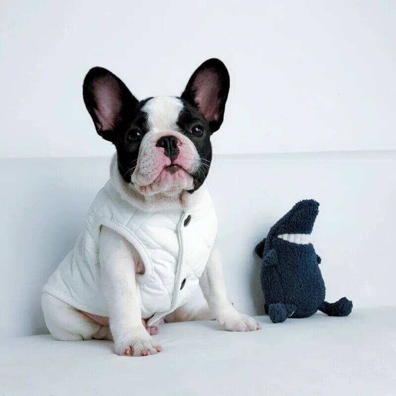 Dog Winter Jacket Vest for Frenchies - Frenchiely