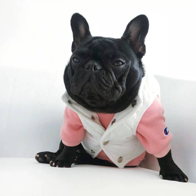 Dog Winter Jacket Vest for Frenchies - Frenchiely