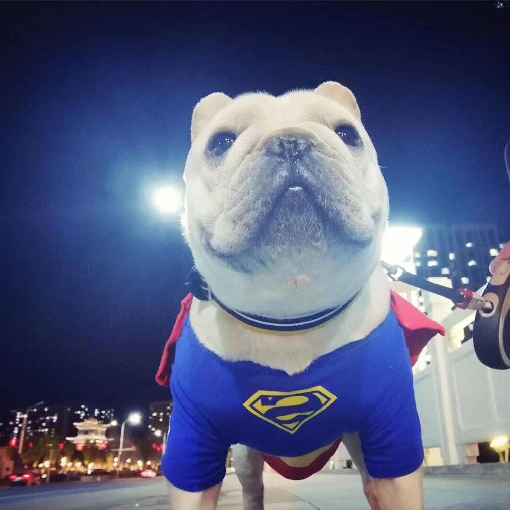Dog Superman Cosplay Costumes For French Bulldog - Frenchiely