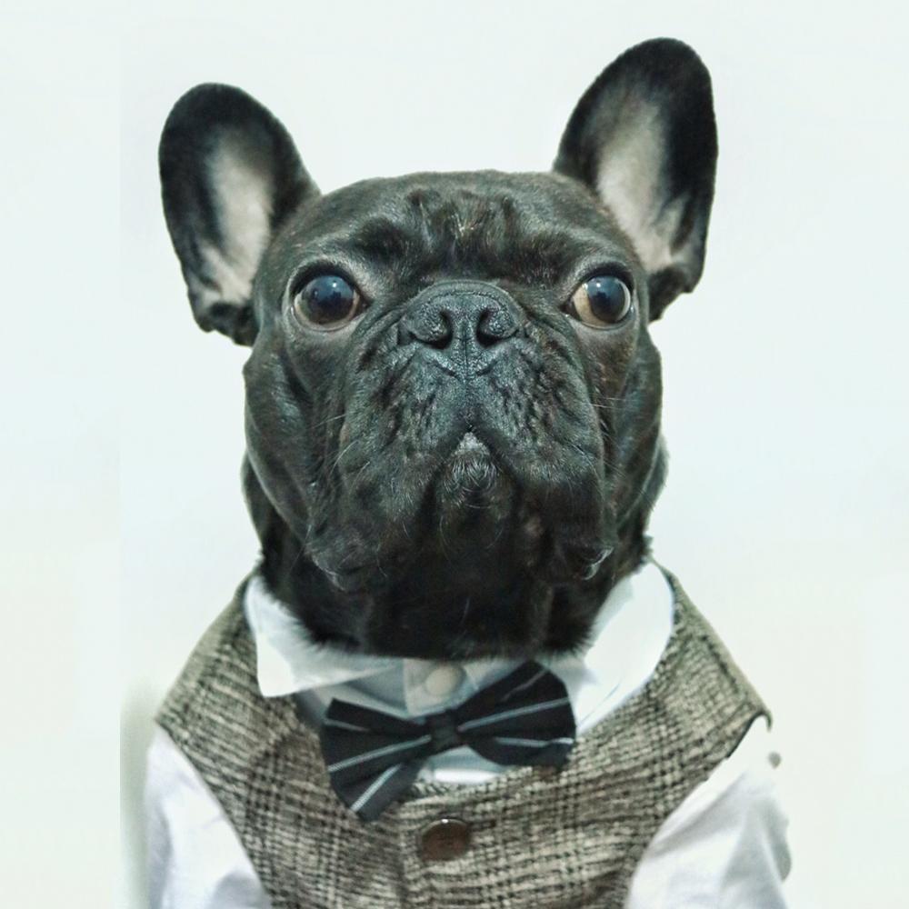 Dog Wedding Khaki Waistcoat Vest for Boy French Bulldogs - Frenchiely