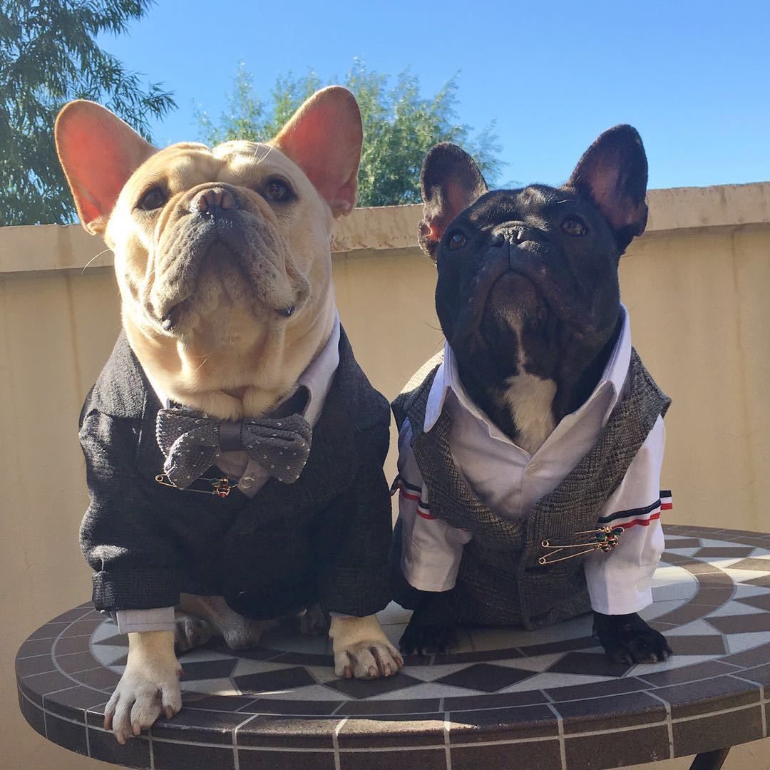 dog wedding attire luxury black formal suit set for male dogs - Frenchiely