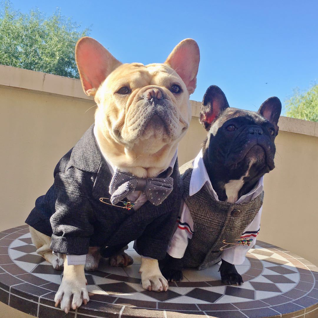 dog wedding attire luxury black formal suit set for male dogs - Frenchiely
