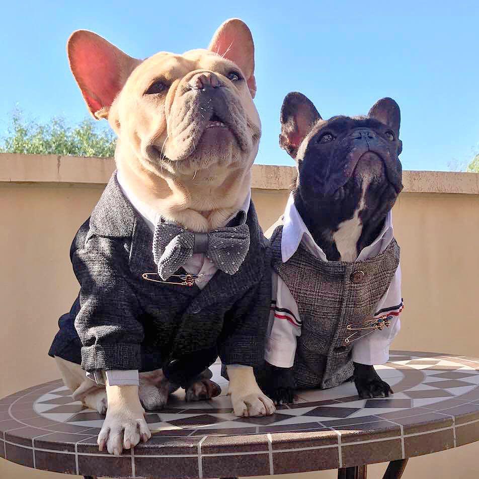dog wedding attire luxury black formal suit set for male dogs - Frenchiely
