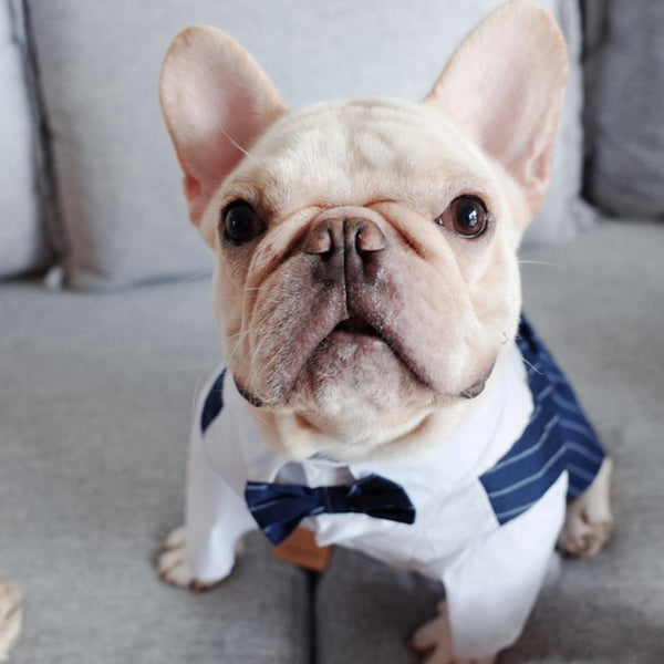 Dog Faux Two-Piece Wedding Suit with Necktie for French Bulldog - Frenchiely