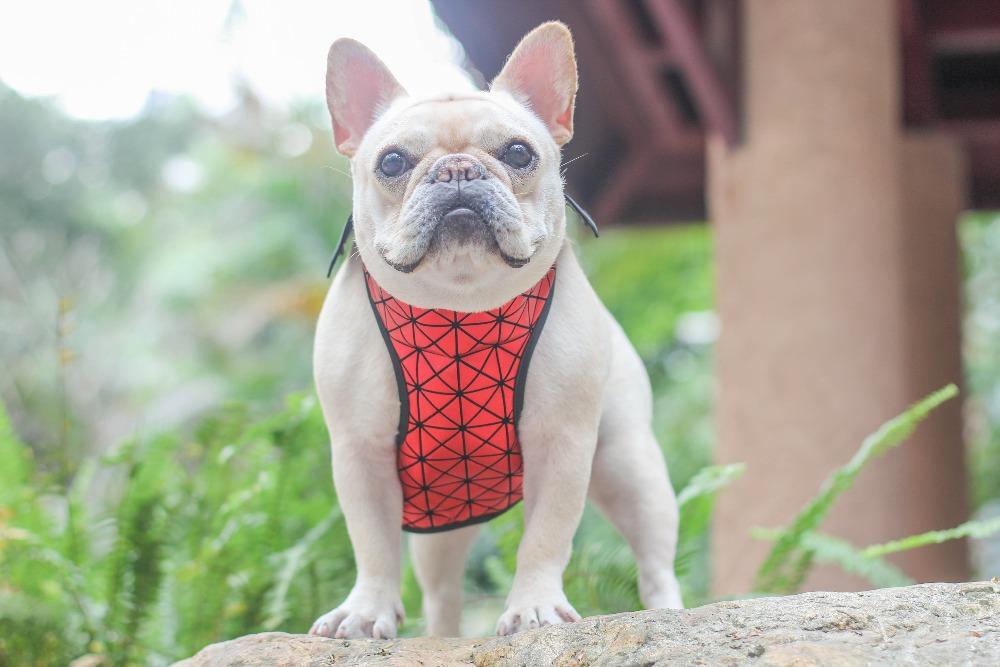 Dog Batman Harness Vest for Small Dogs - Frenchiely