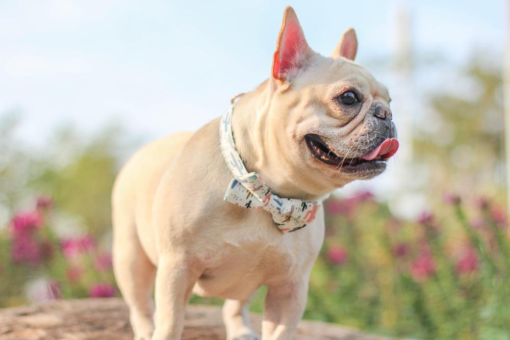 Cactus Dog Collar Bow tie fore French Bulldogs - Frenchiely