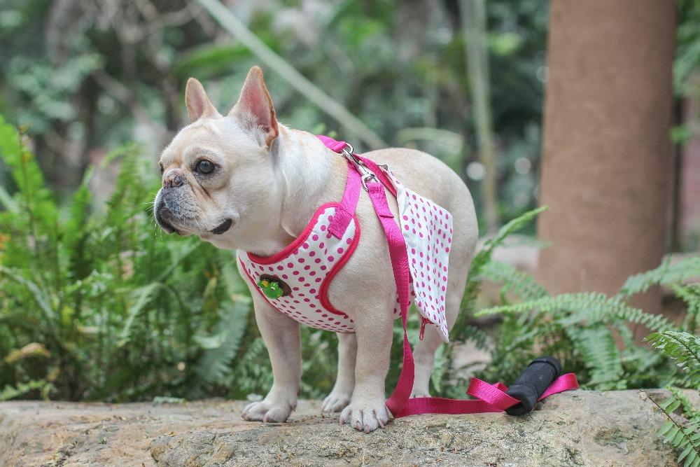 pink soft dog harness for french bulldog - Frenchiely