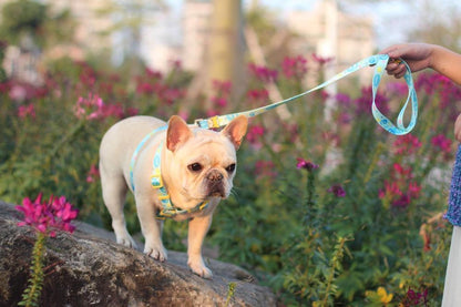 Cute Frenchie Harness Leash Set - Universe - Frenchiely