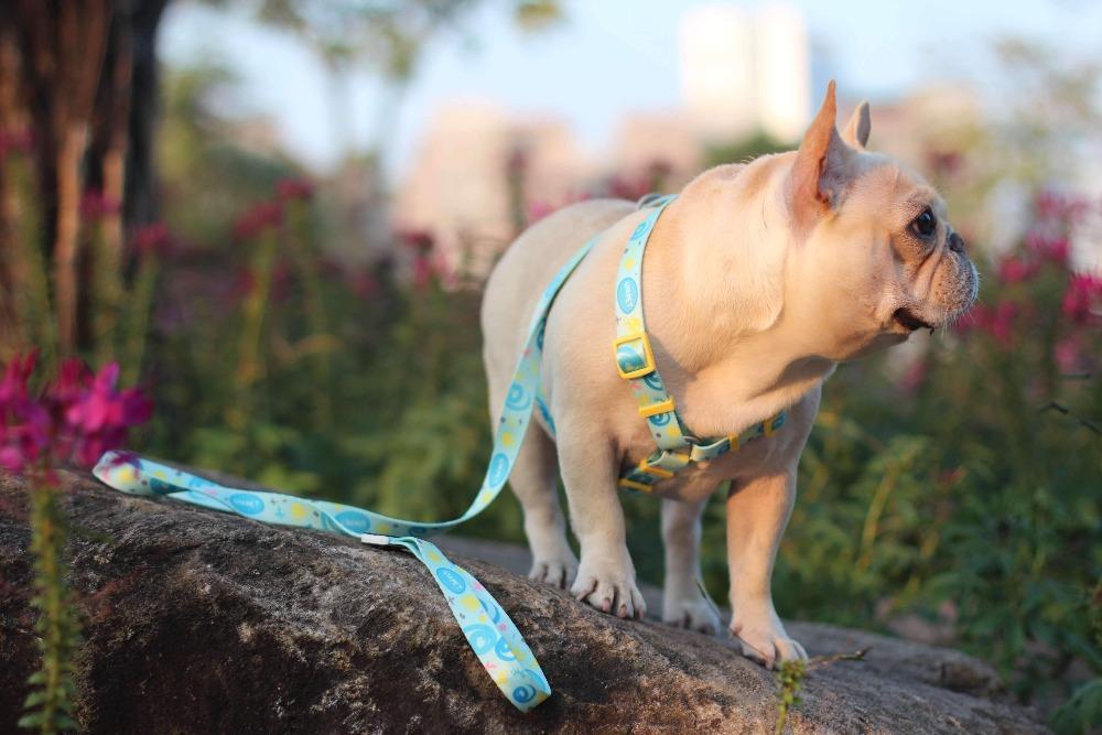 Cute Frenchie Harness Leash Set - Universe - Frenchiely