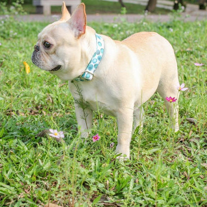 Light Blue Bubble Dog Collar for Small Dogs - Frenchiely