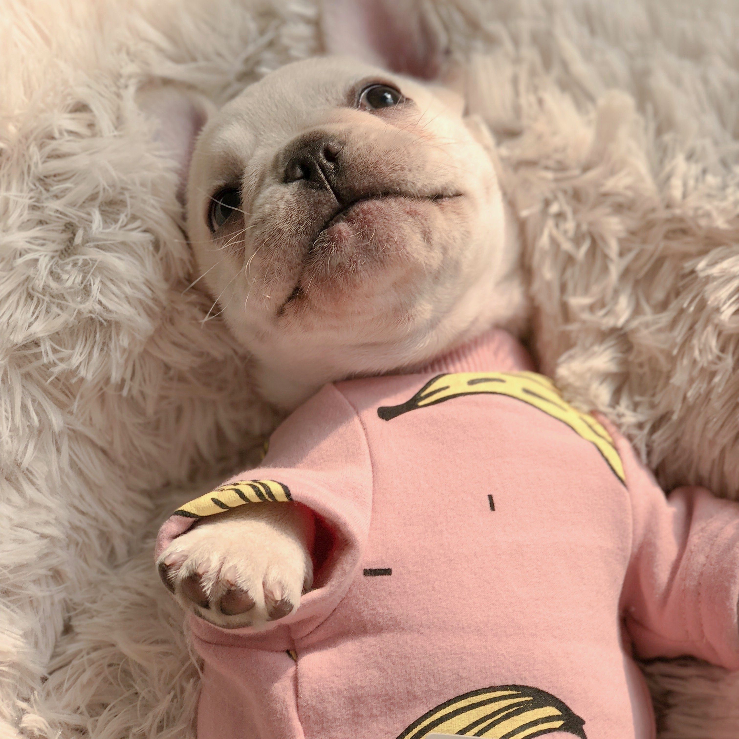 French Bulldog Puppies Onesie Pajamas - Frenchiely