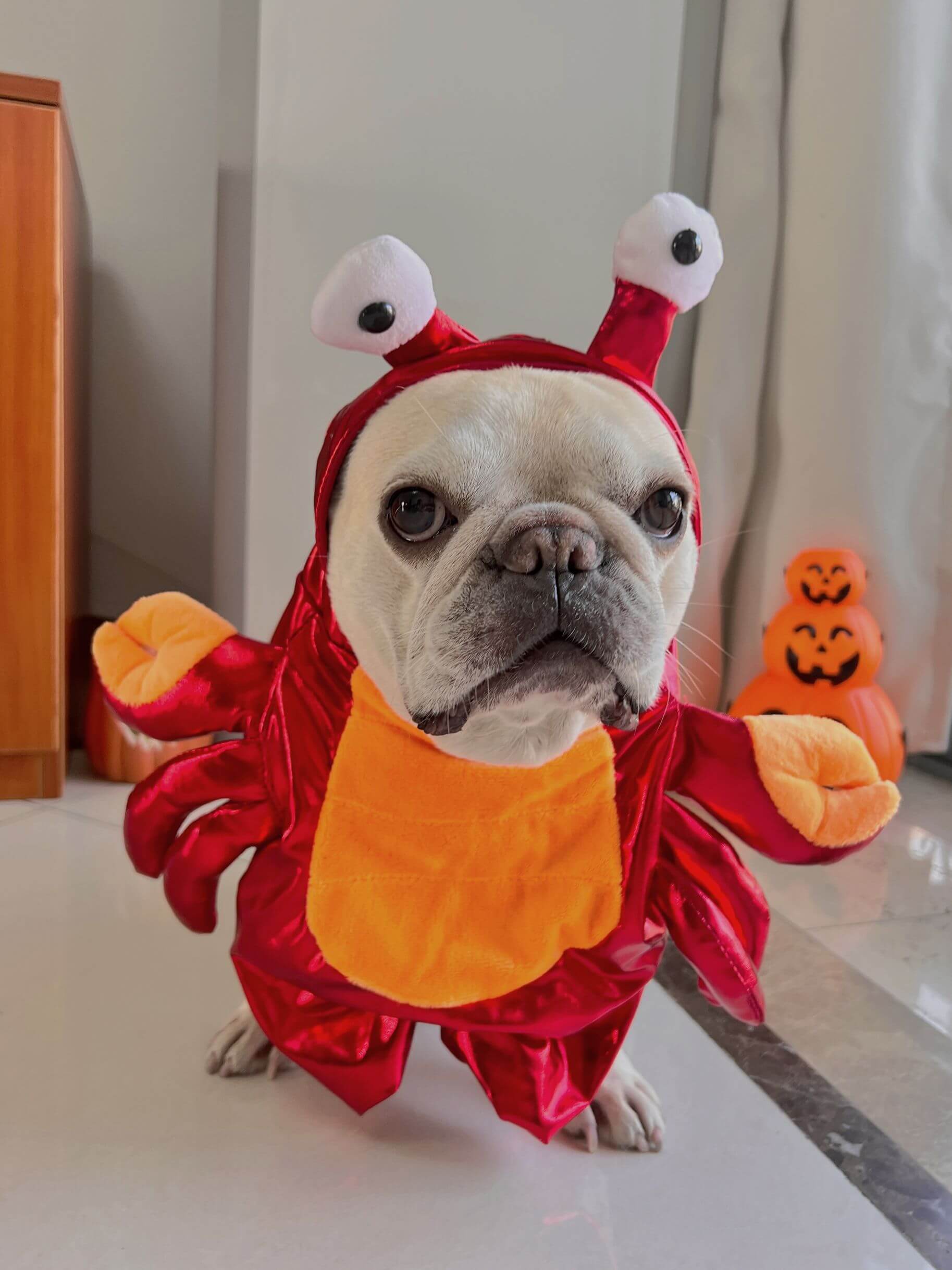 Dog Crab Halloween Costume for Small Medium Dogs by Frenchiely 
