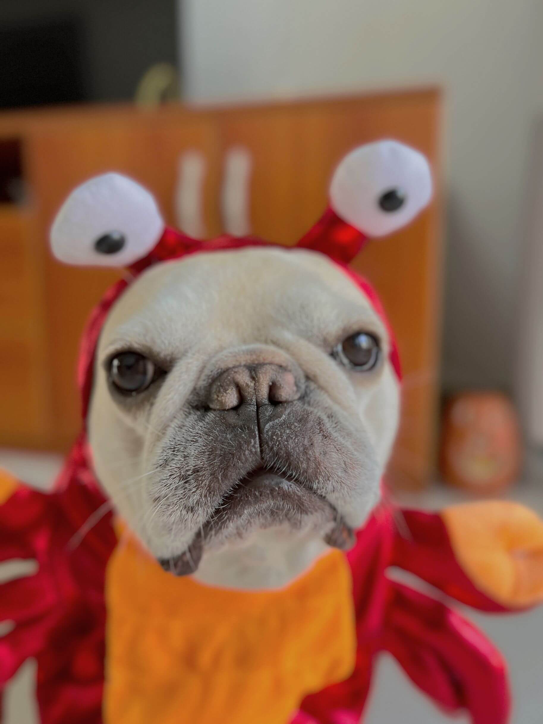 sebastian the crab dog costume