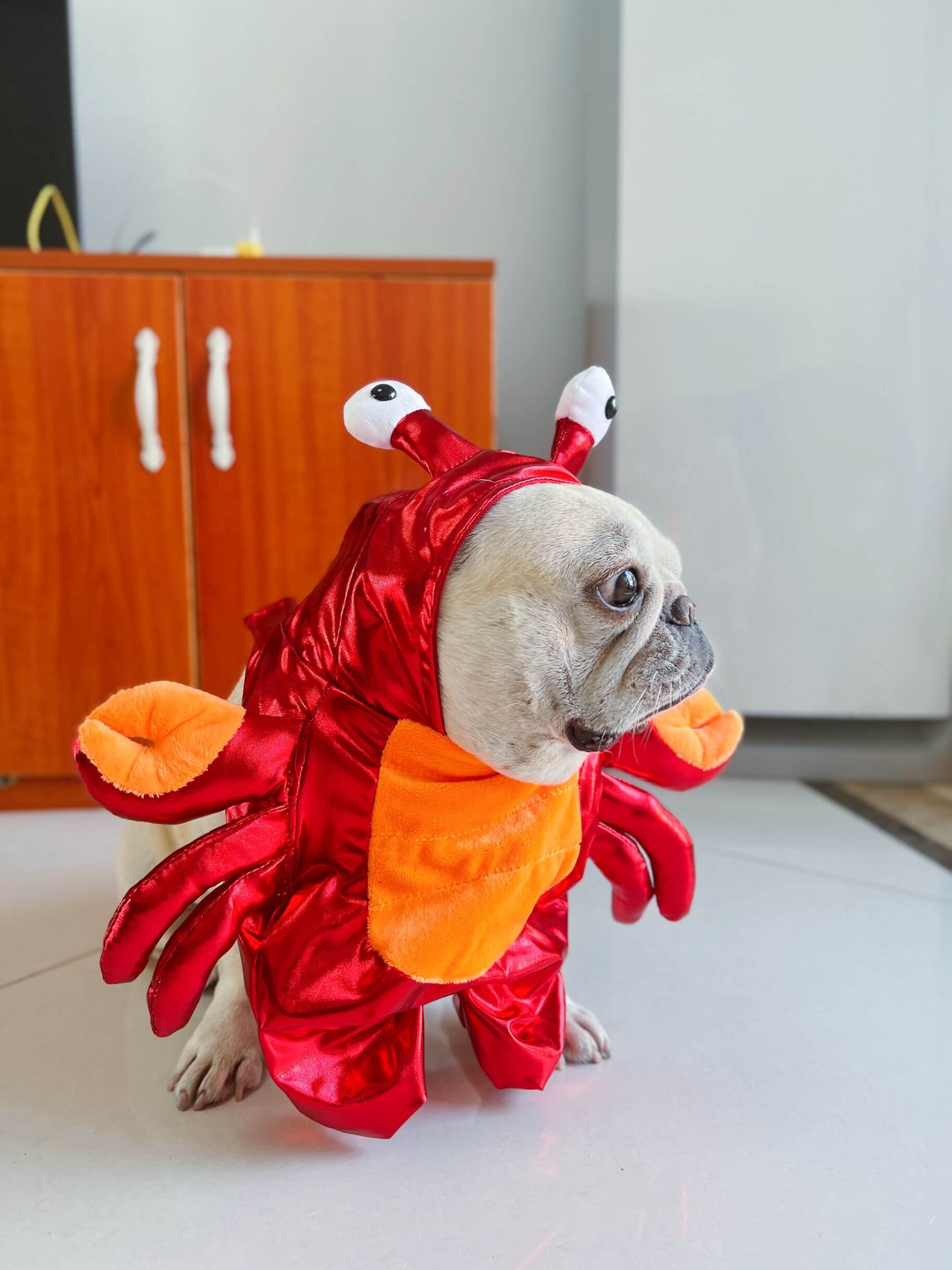 hermit crab dog costume for small dog breed