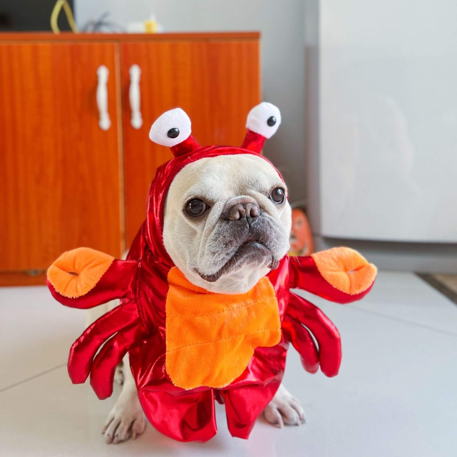 crab costume for dogs small medium dog breeds
