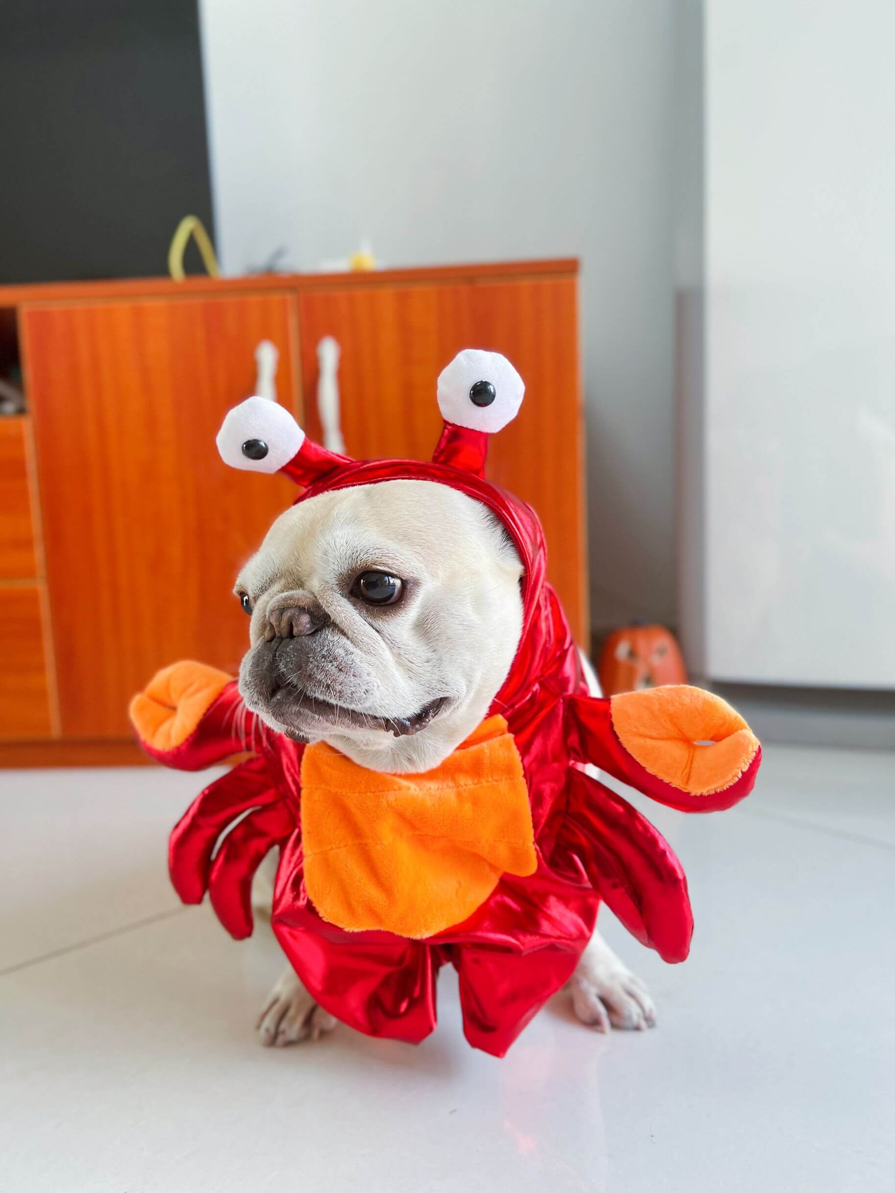 funny dog crab costume