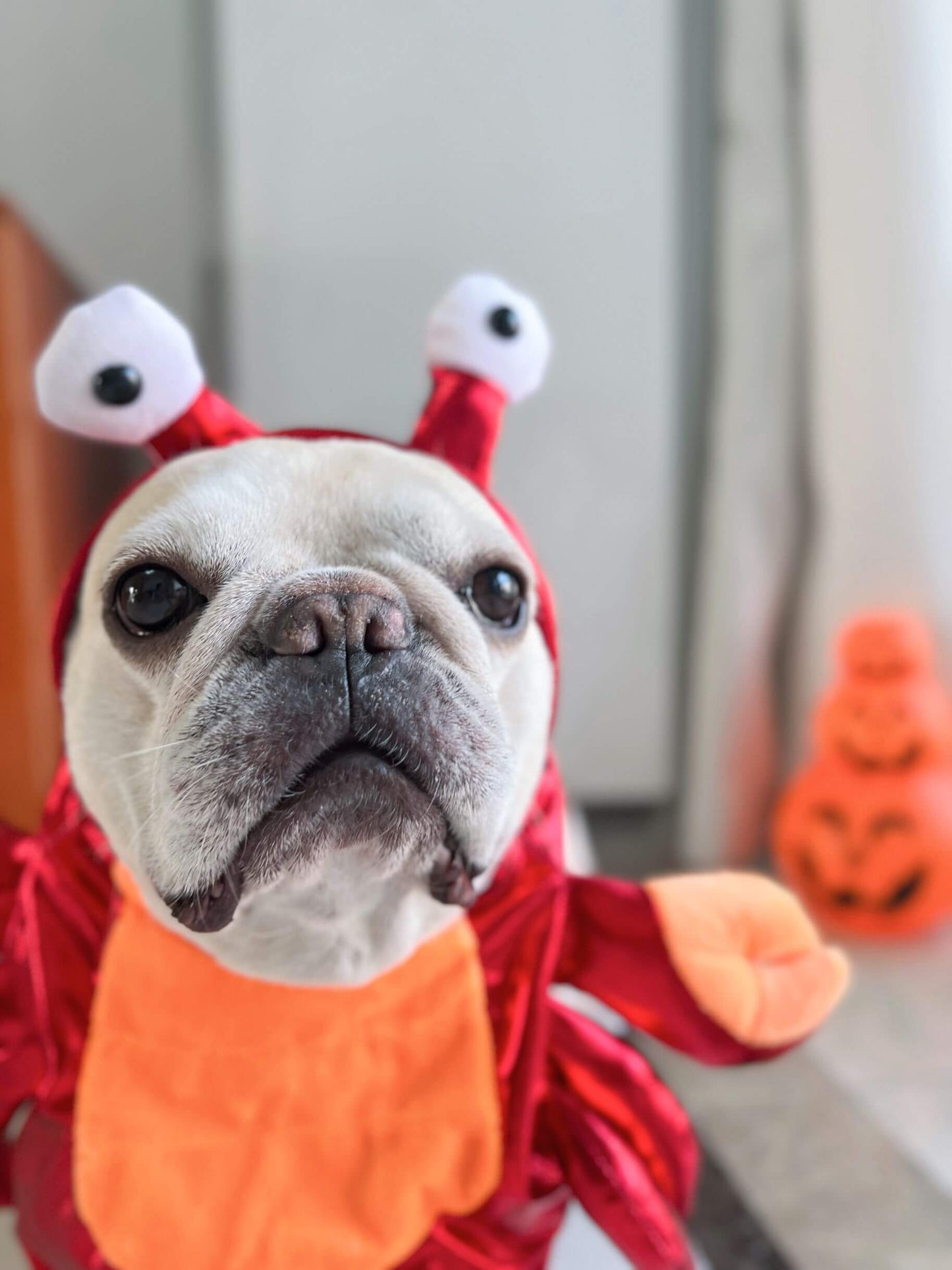 dog halloween costumes girl