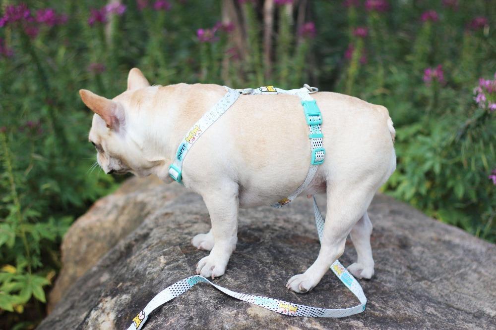 French bulldog cheap harness and leash