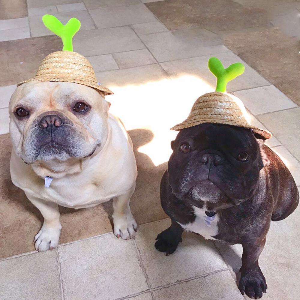 Dog Spinning Straw Hat with Drawcord for French Bulldog - Frenchiely