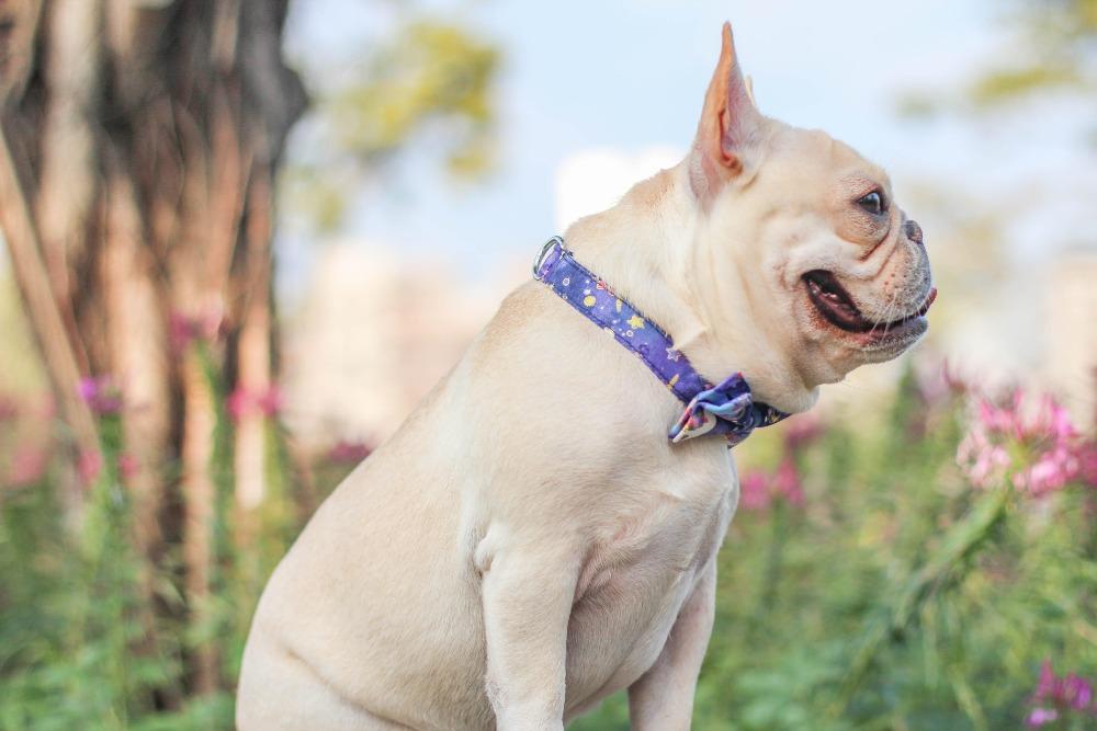 Dog Unicorn Collar with Bow Tie for Medium Dogs - Frenchiely